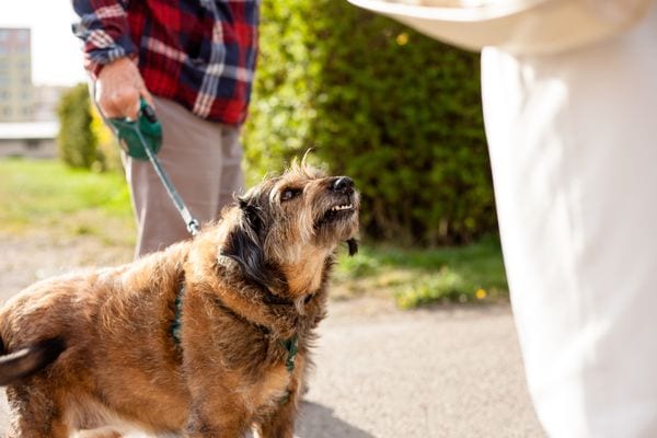 Have you suffered from a dog bite?